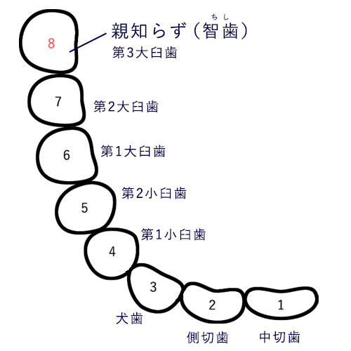 親知らずはどの歯?